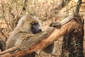 Baboon_in_Mikumi_National_Park