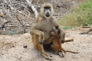 Baboons_in_Amboseli_Nationa_Park