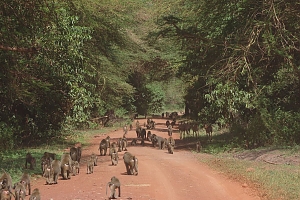Baboons_in_Lake_Manyara_National_Park