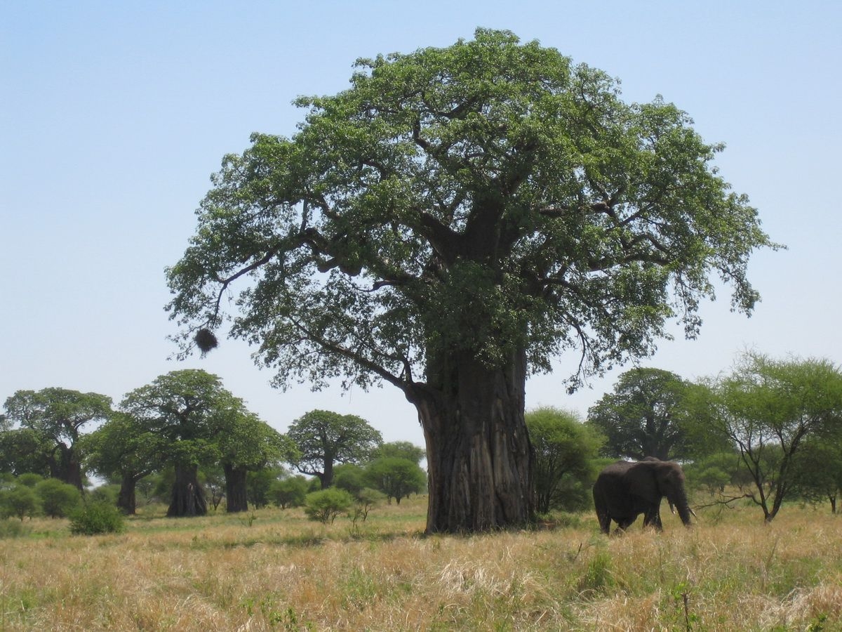 Baobab_in_Tarangire_National_Park