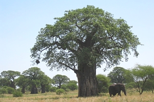 Baobab_in_Tarangire_National_Park