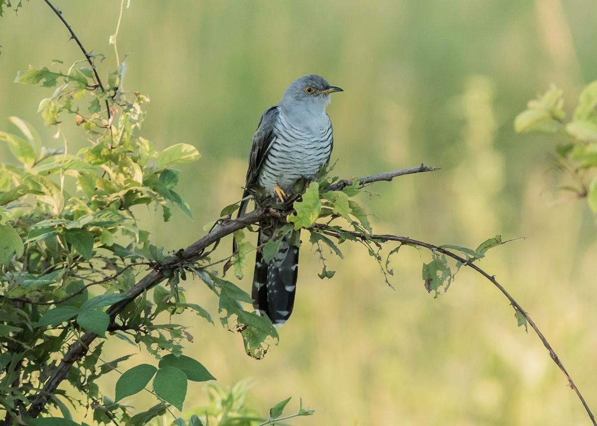 Bird_of_Ruaha_National_Park