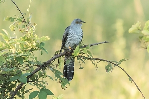 Bird_of_Ruaha_National_Park