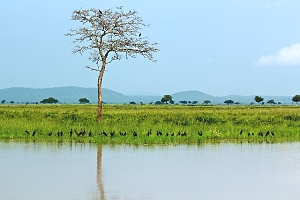 Birds_in_Mikumi_National_Park