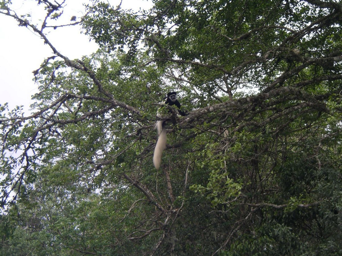 Black_and_White_Colobus_in_Arusha_National_Park