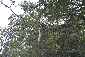 Black_and_White_Colobus_in_Arusha_National_Park
