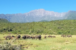 Buffalos_in_Arusha_National_Park