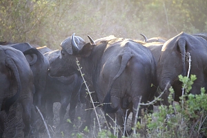 Buffalos_in_Selous_Game_Reserves