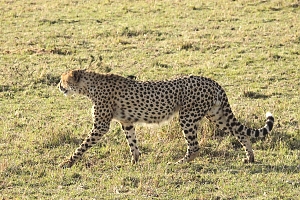 Cheetah_in_Maasai_Mara_National_Park