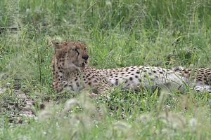 Cheetah_in_Tarangire_National_Park
