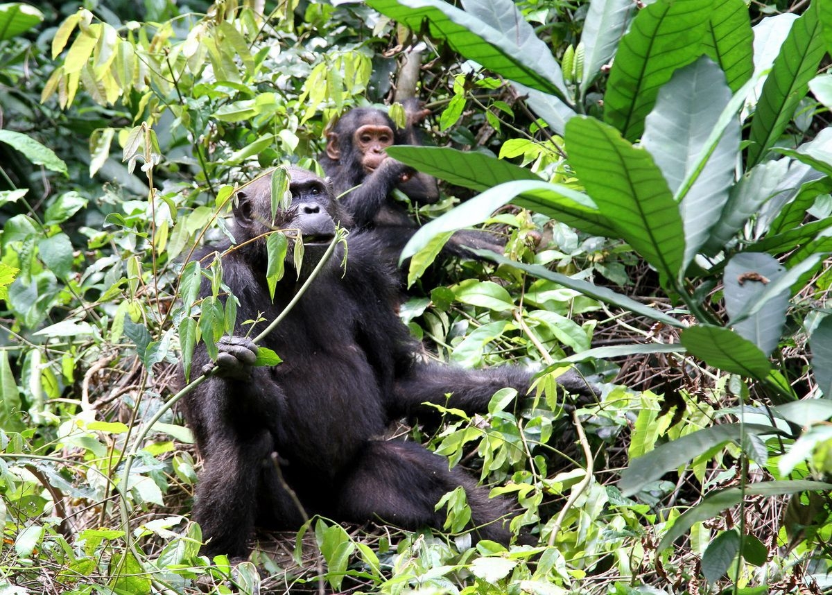 Chimp_in_Gombe_Stream_National_Park_(4)