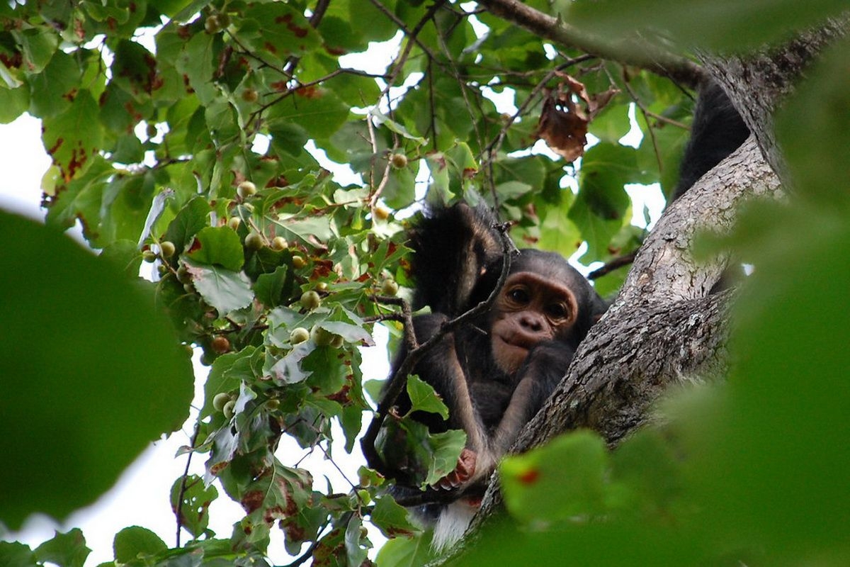 Chimp_in_Gombe_Stream_National_Park