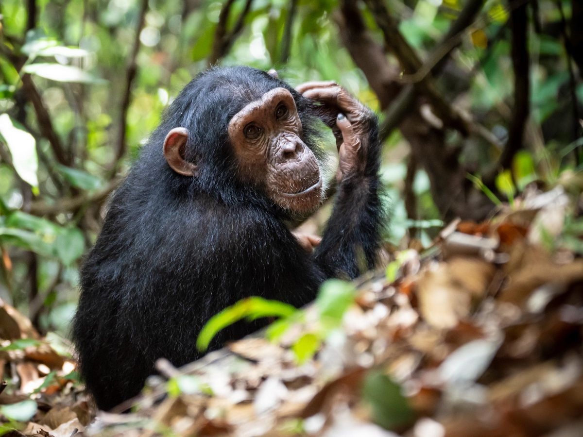 Chimp_in_Mahale_Mountains_National_Park