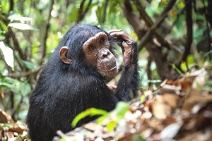 Chimp_in_Mahale_Mountains_National_Park