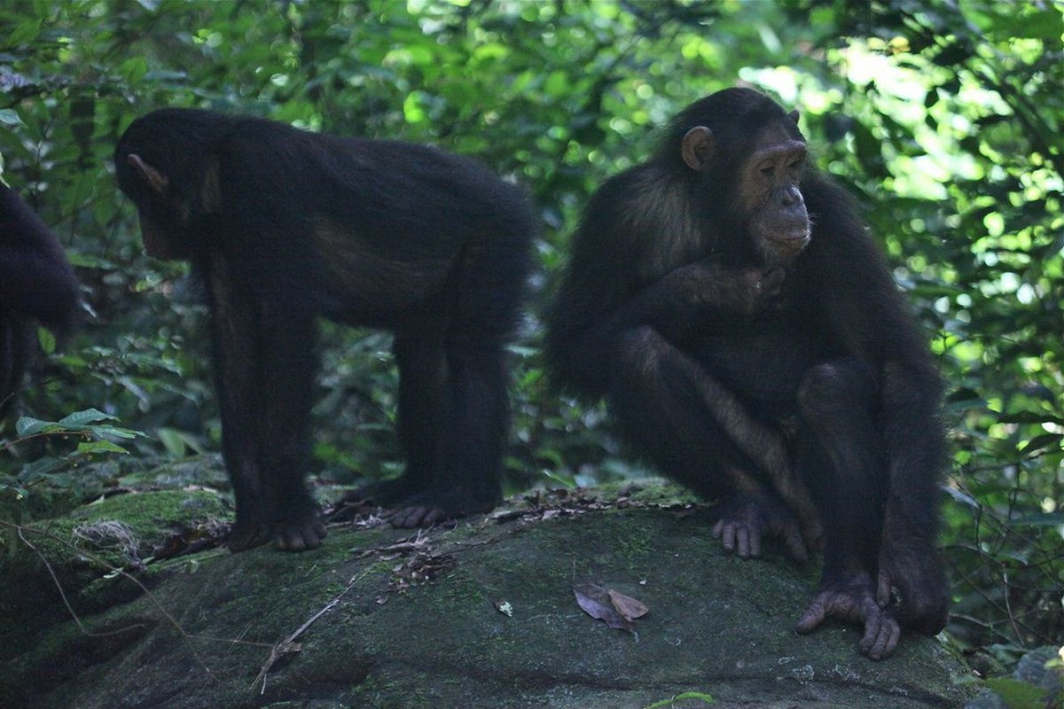 Chimpanzees_in_Gombe_Stream_National_Park