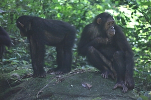 Chimpanzees_in_Gombe_Stream_National_Park