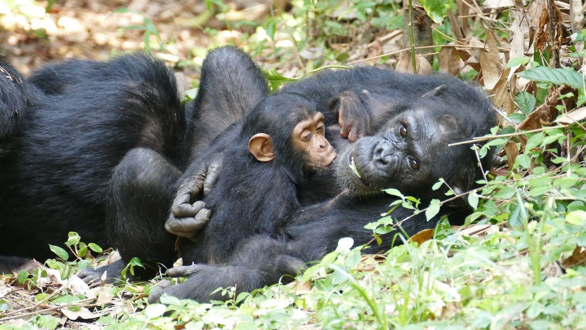 Chimpanzees_in_Mahale_Mountains_National_Park