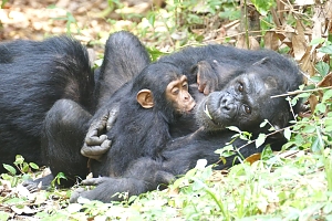 Chimpanzees_in_Mahale_Mountains_National_Park