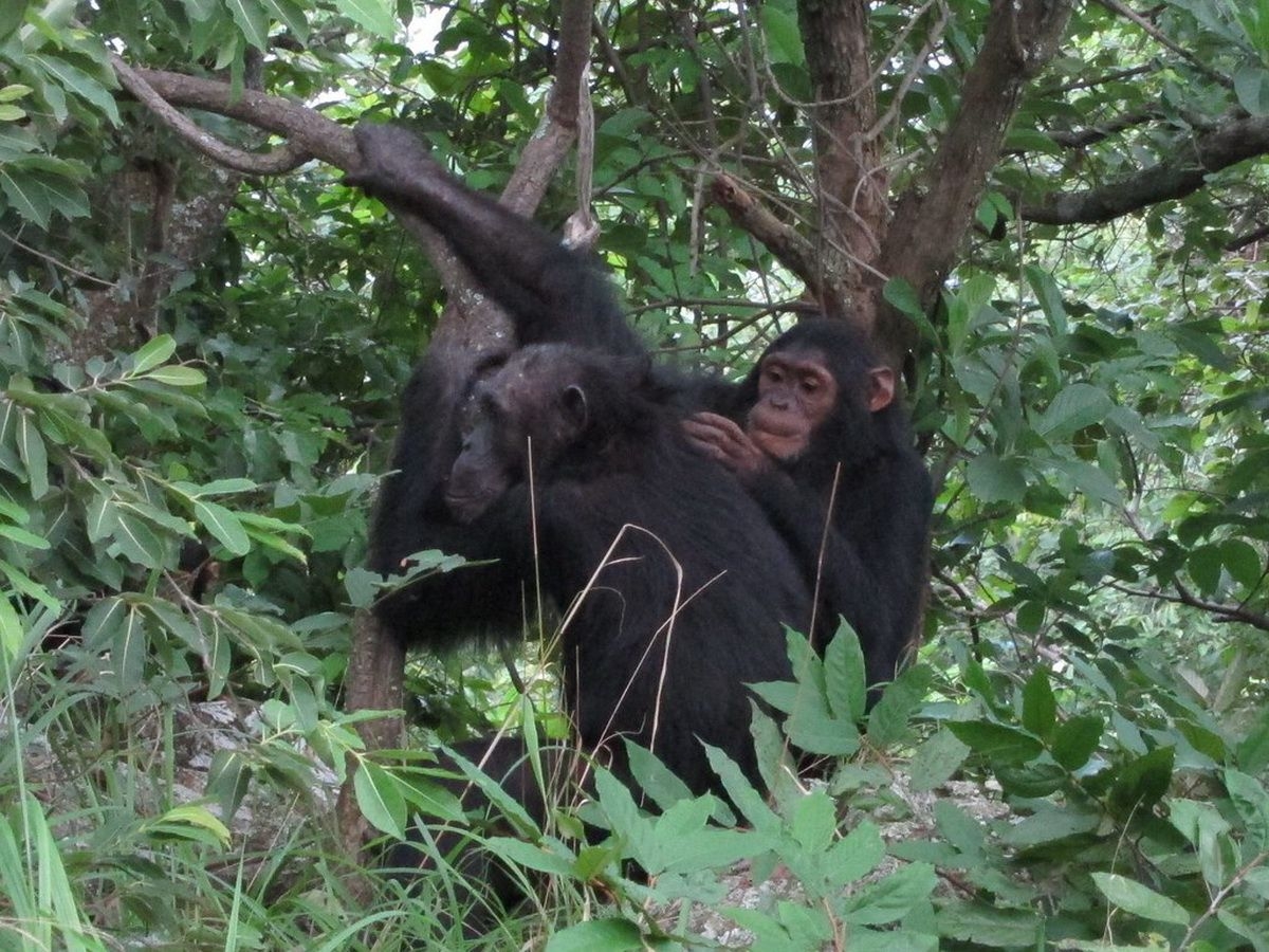 Chimps_in_Gombe_Stream_National_Park