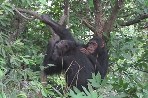 Chimps_in_Gombe_Stream_National_Park