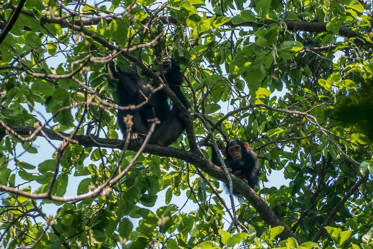 Chimps_in_Mahale_Mountains_National_Park