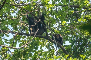 Chimps_in_Mahale_Mountains_National_Park