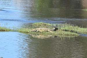 Crocodile_in_Ruaha_National_Park