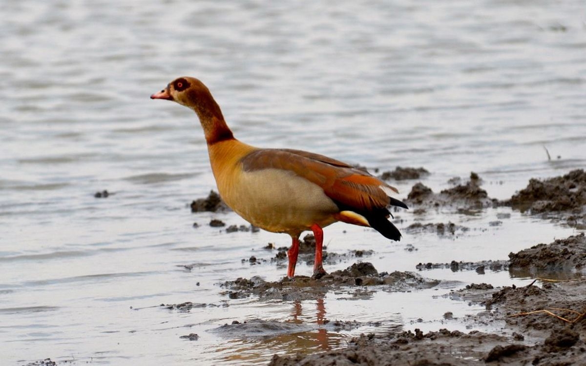 Egyption_in_Mikumi_National_Park