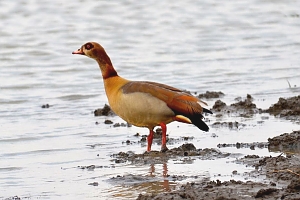 Egyption_in_Mikumi_National_Park