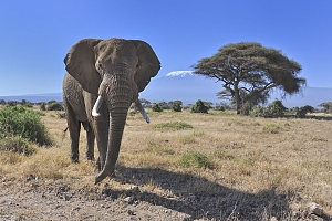 Elephant_in_Amboseli_Nationa_Park