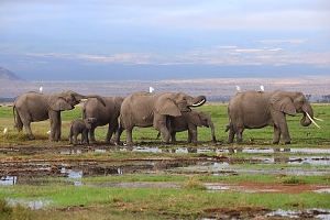 Elephants_in_Amboseli_Nationa_Park