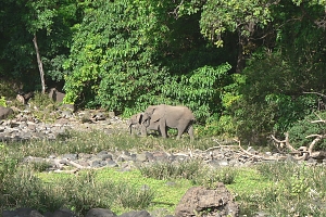 Elephants_in_Lake_Manyara_National_Park_(2)