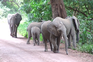 Elephants_in_Lake_Manyara_National_Park