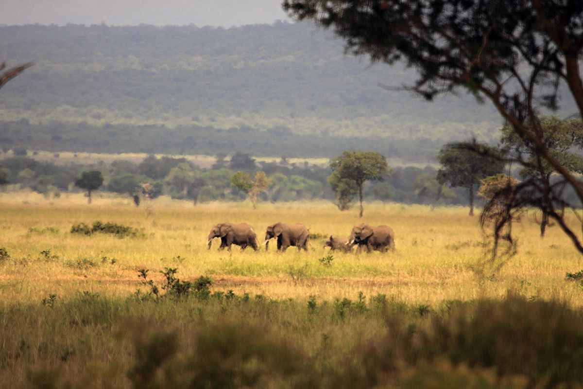 Elephants_in_Mikumi_National_Park