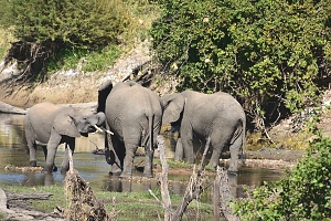 Elephants_in_Ruaha_National_Park