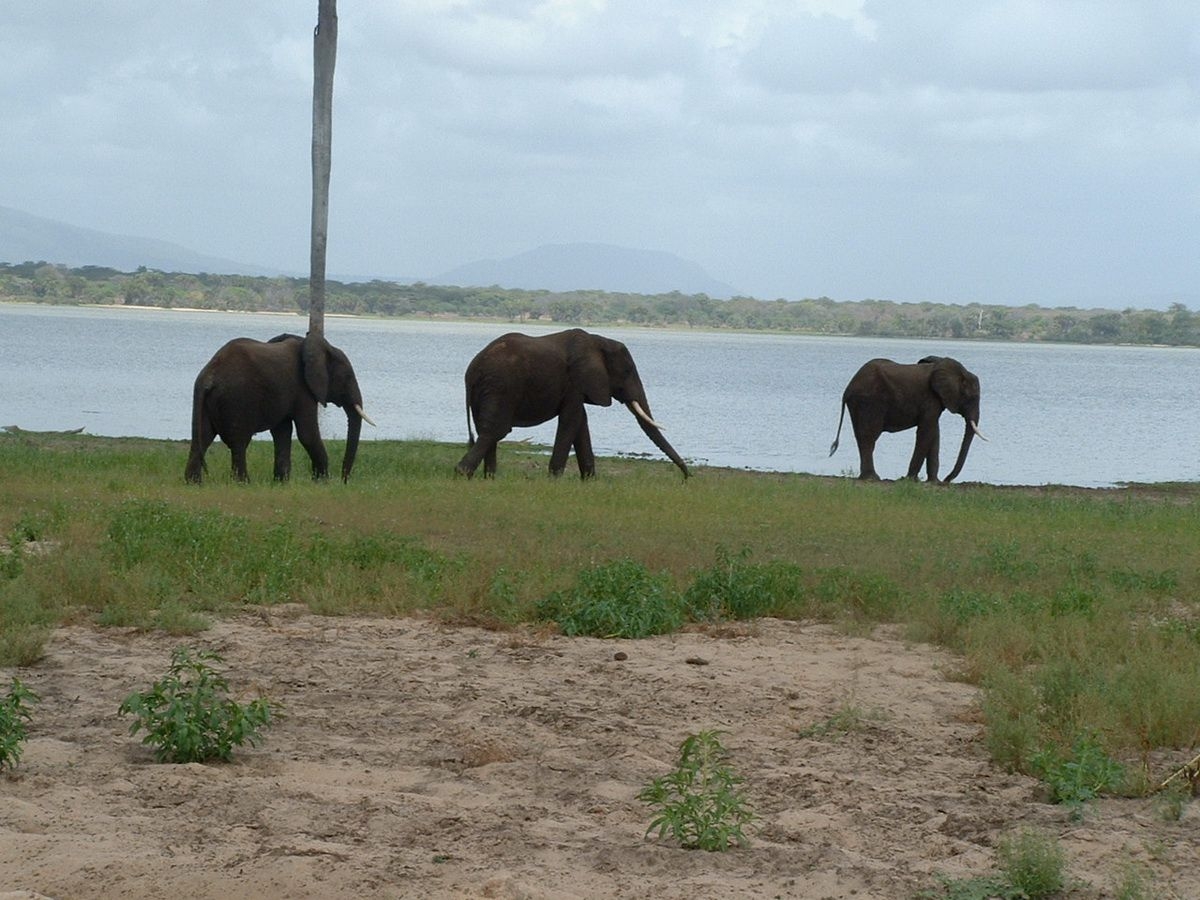 Elephants_in_Selous_Game_Reserves