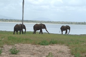 Elephants_in_Selous_Game_Reserves