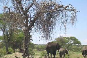 Elephants_in_Tarangire_National_Park