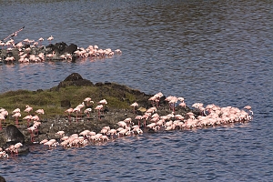 Flamingos_in_Arusha_National_Park