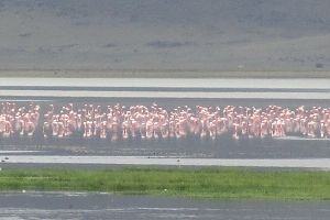 Flamingos_in_Lake_Magadi__Ngorongoro_Crater