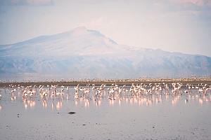 Flamingos_in_Lake_Natron_(2)