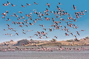 Flamingos_in_Lake_Natron_(3)
