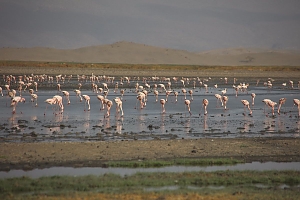 Flamingos_in_Lake_Natron