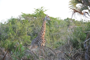 Giraffe_in_Saadani_National_Park