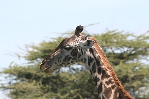 Giraffe_in_Serengeti_National_Park