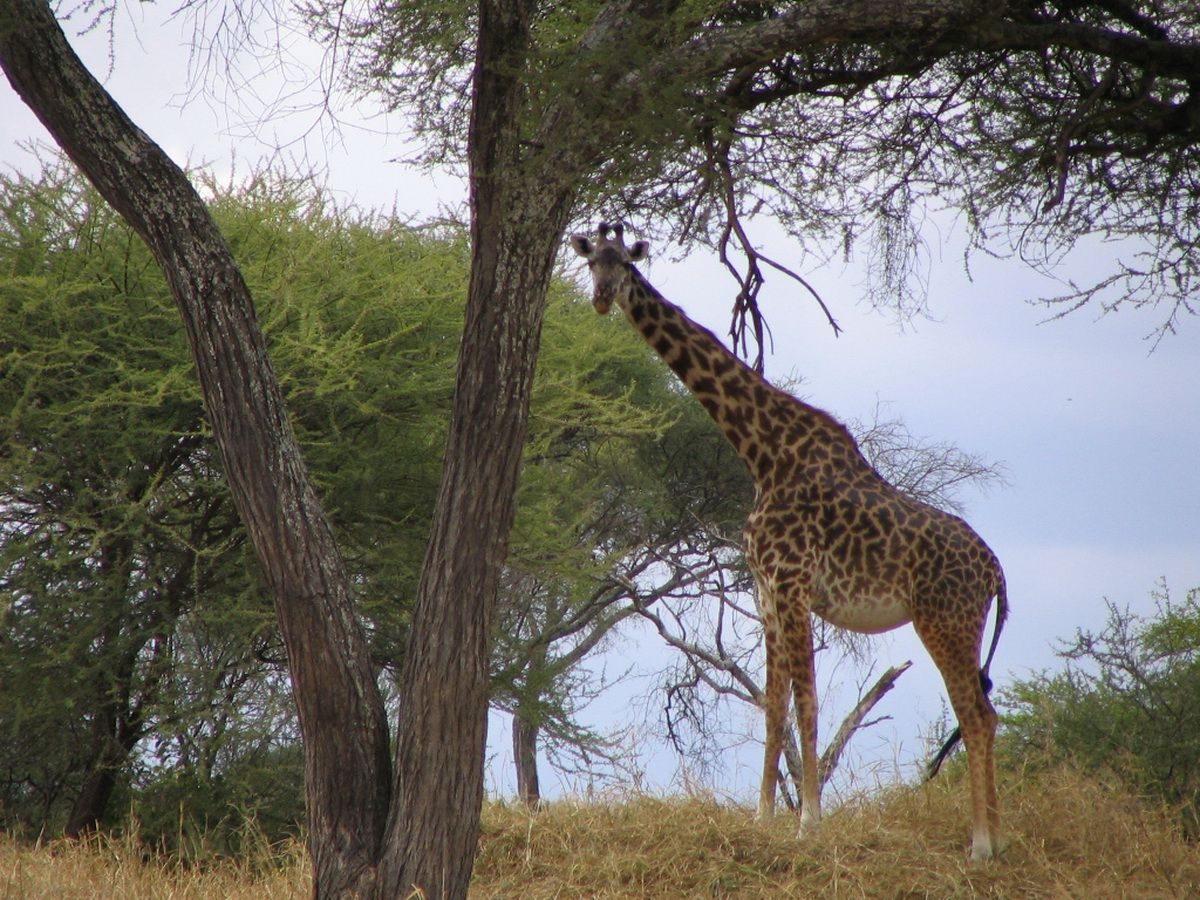 Giraffe_in_Tarangire_National_Park