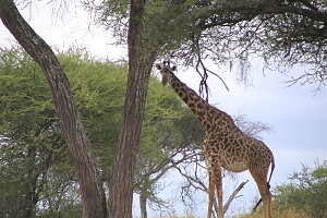 Giraffe_in_Tarangire_National_Park