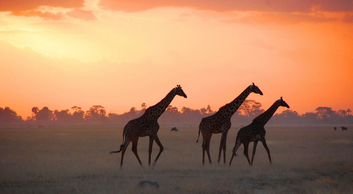 Giraffes_in_Amboseli_Nationa_Park