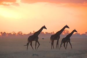 Giraffes_in_Amboseli_Nationa_Park