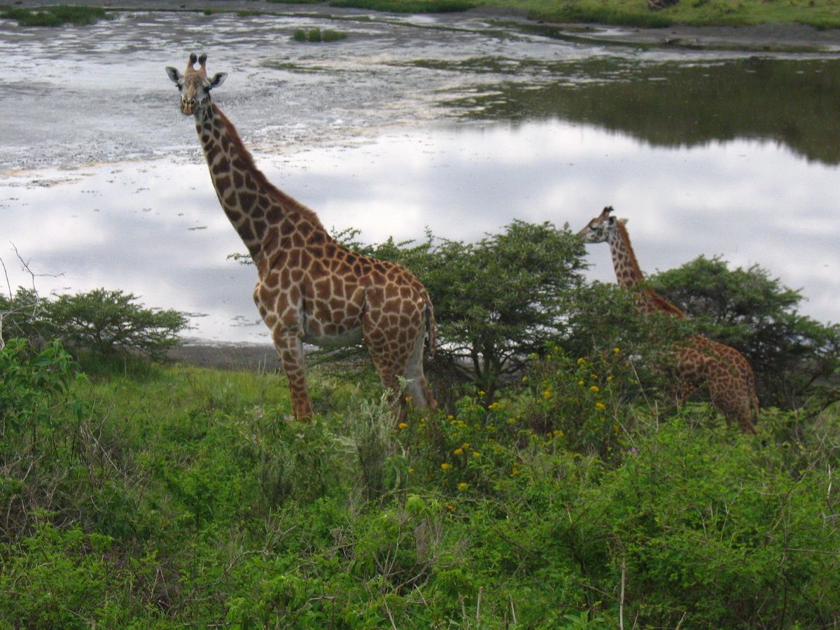 Giraffes_in_Arusha_National_Park